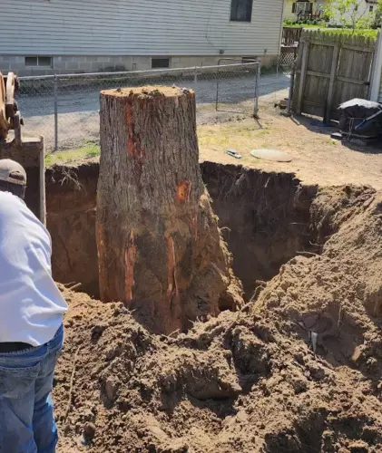 A tree removed that was causing issues to the septic system. 